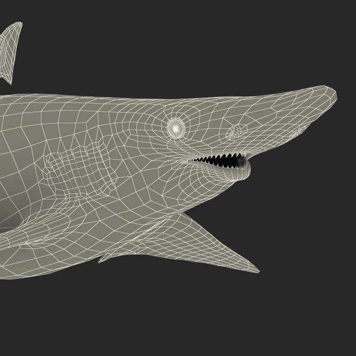 Spadenose Shark Rigged 3D