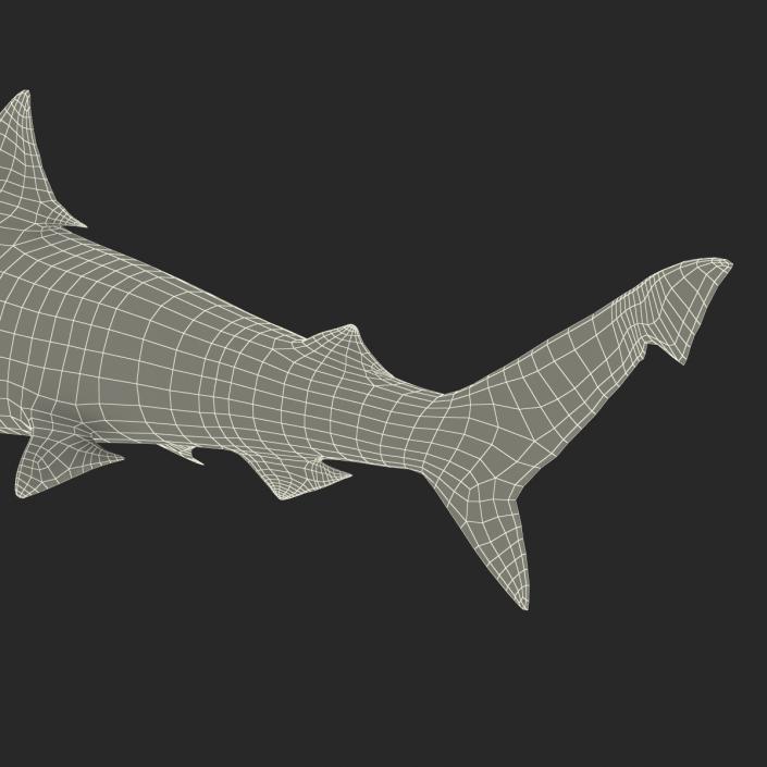 Spadenose Shark Rigged 3D