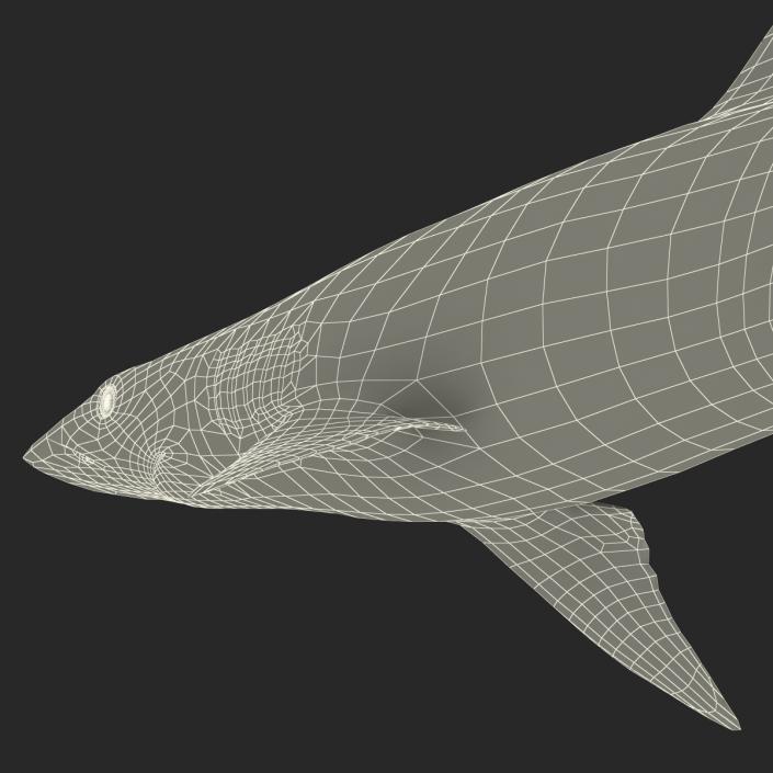 Spadenose Shark Rigged 3D