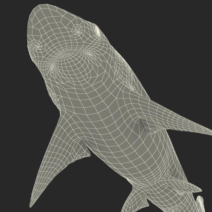 Spadenose Shark Rigged 3D