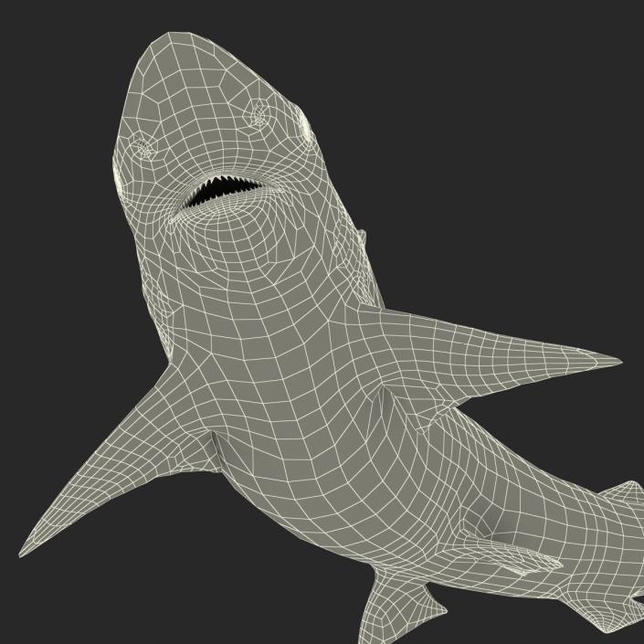 Spadenose Shark Rigged 3D