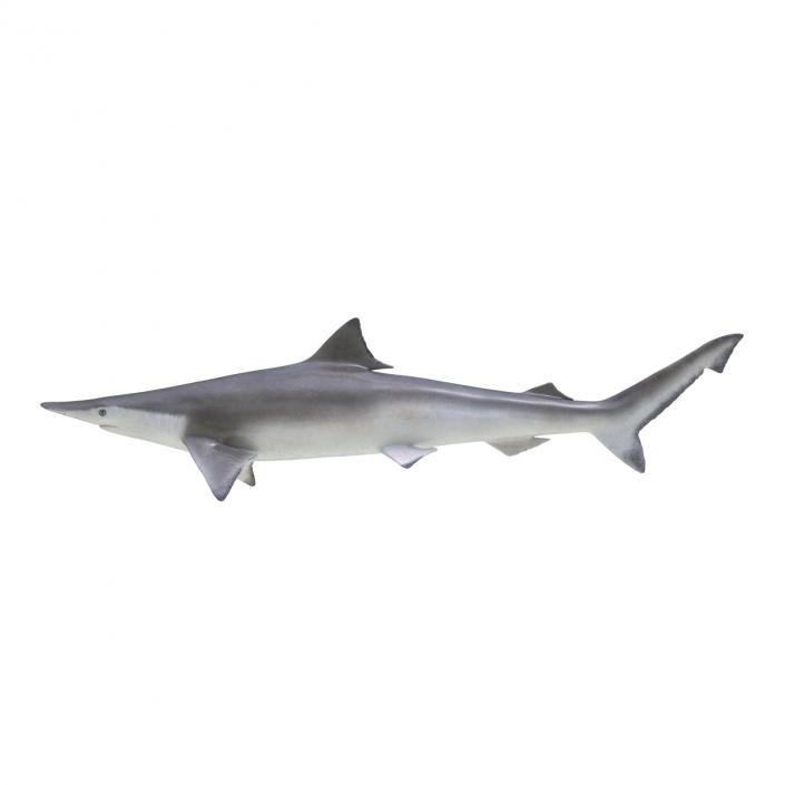 3D model Spadenose Shark