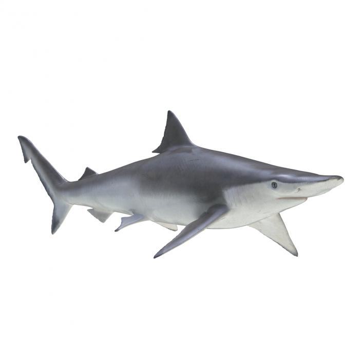 3D model Spadenose Shark