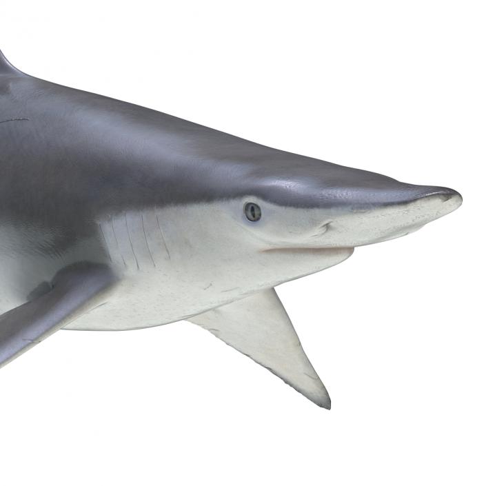 3D model Spadenose Shark