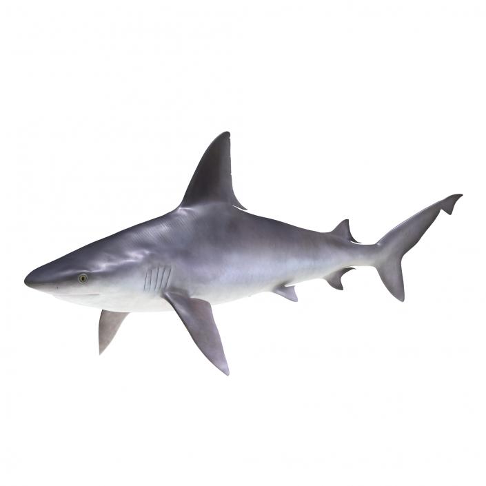 3D Sandbar Shark model