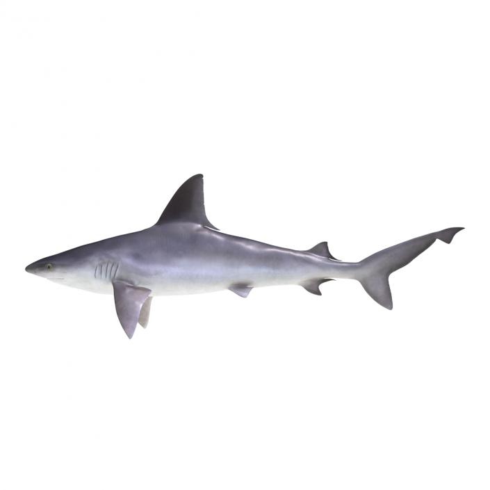 3D Sandbar Shark model