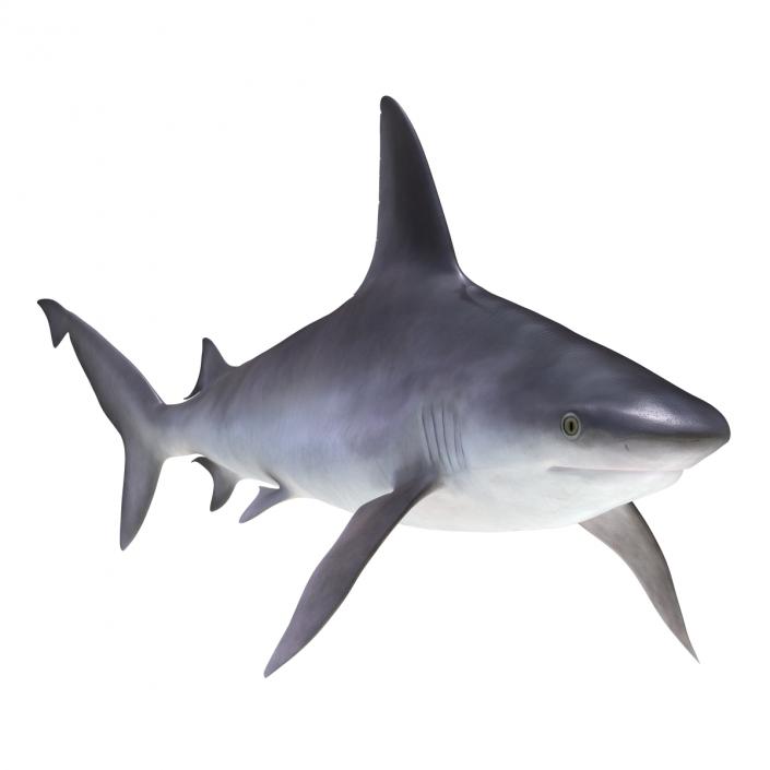 3D Sandbar Shark model