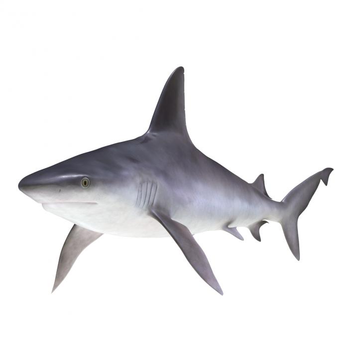 3D Sandbar Shark model