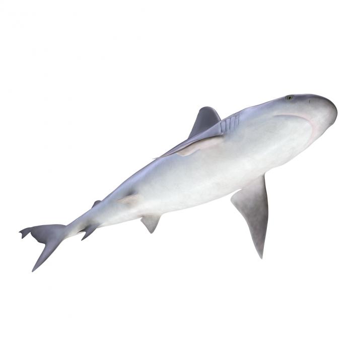 3D Sandbar Shark model