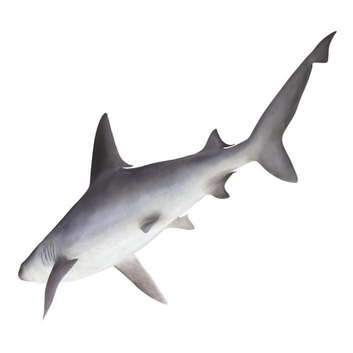 3D Sandbar Shark model