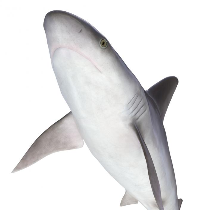 3D Sandbar Shark model