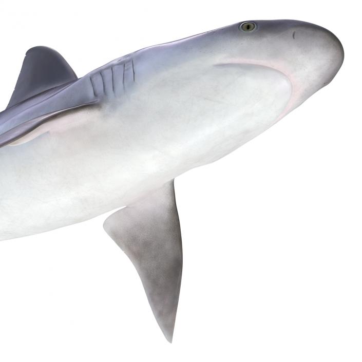 3D Sandbar Shark model