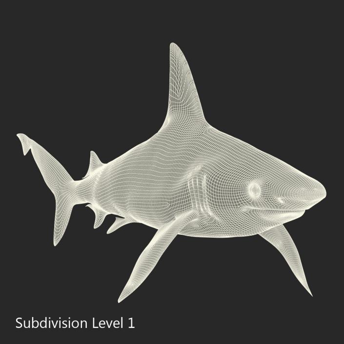 3D Sandbar Shark model