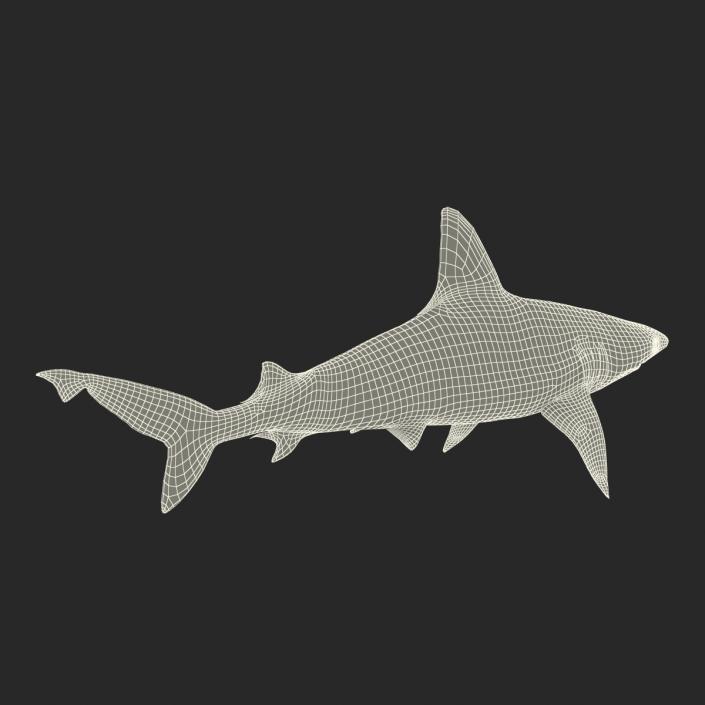 3D Sandbar Shark model