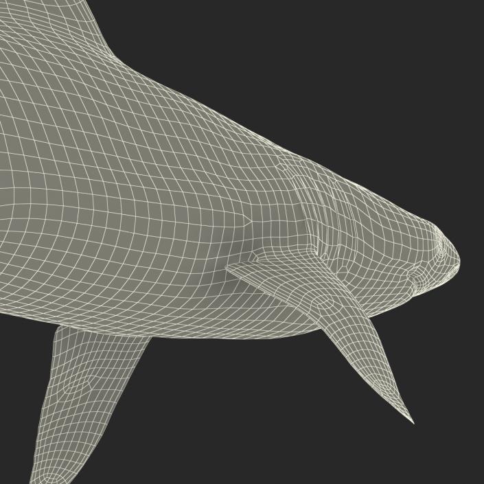 3D Sandbar Shark model