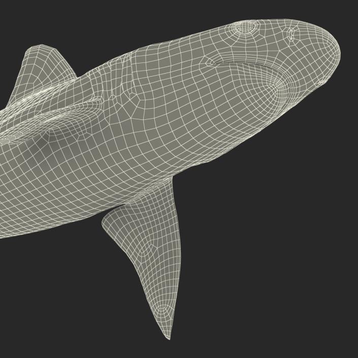 3D Sandbar Shark model