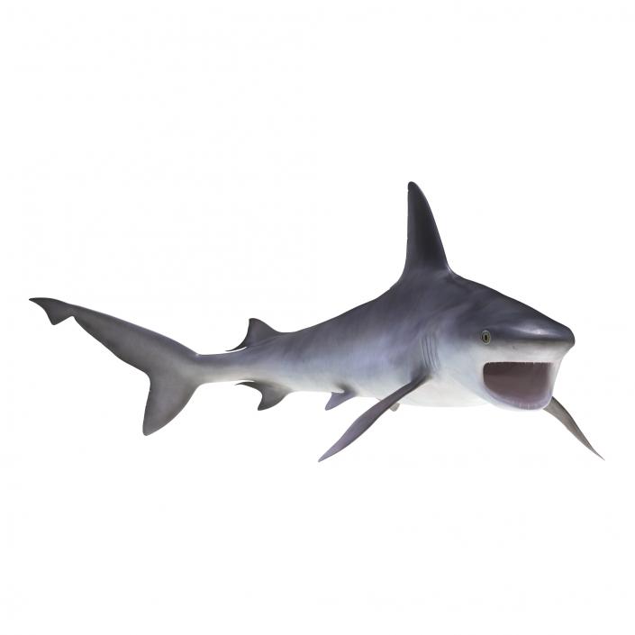 3D model Sandbar Shark Rigged