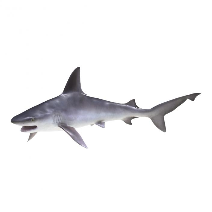 3D model Sandbar Shark Rigged