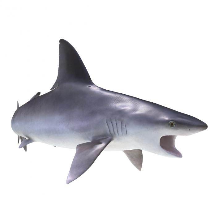 3D model Sandbar Shark Rigged