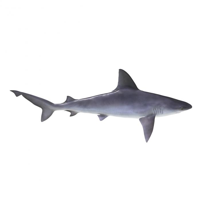 3D model Sandbar Shark Rigged