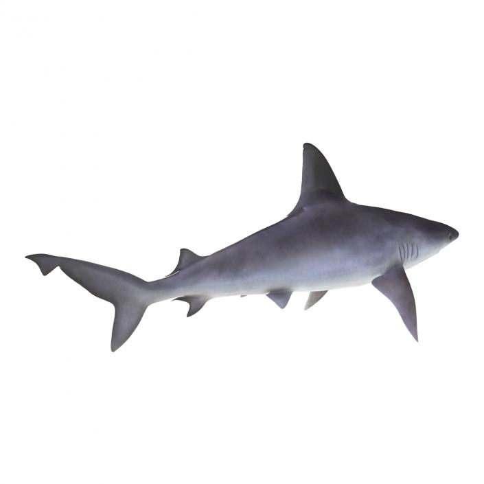 3D model Sandbar Shark Rigged