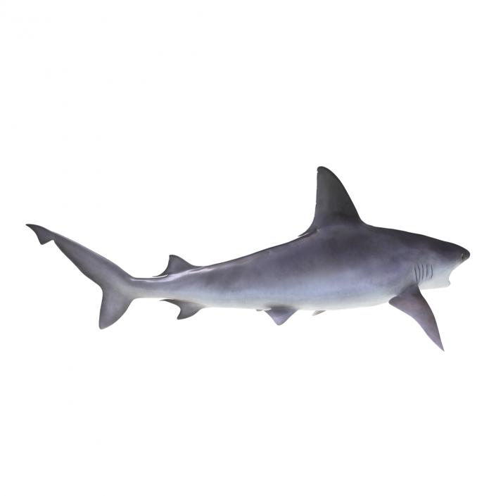 3D model Sandbar Shark Rigged