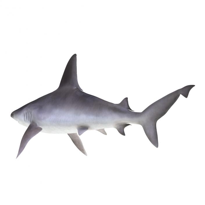 3D model Sandbar Shark Rigged