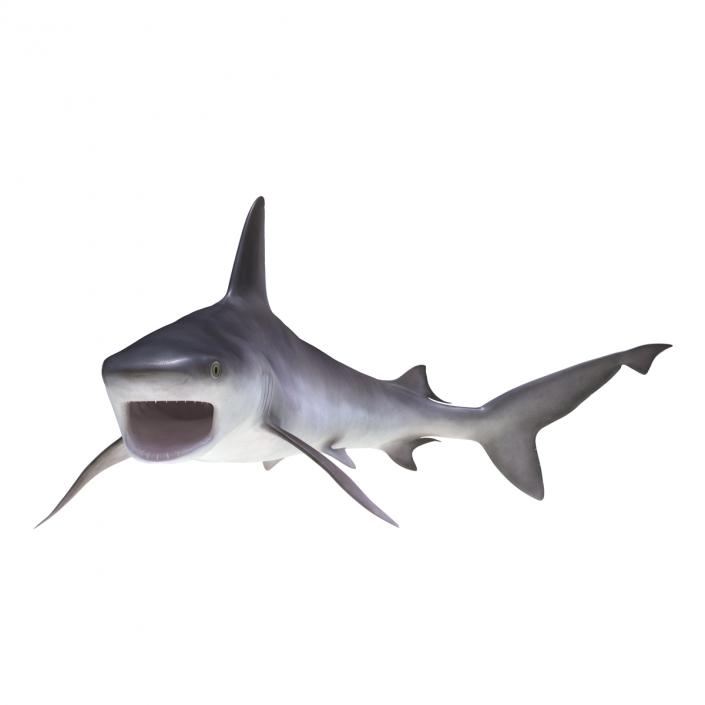 3D model Sandbar Shark Rigged