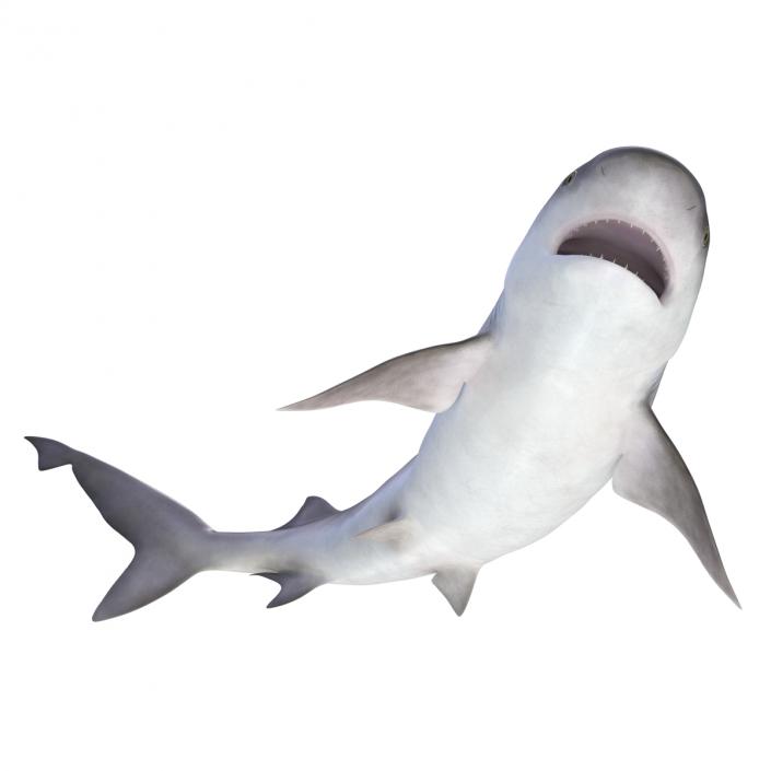 3D model Sandbar Shark Rigged