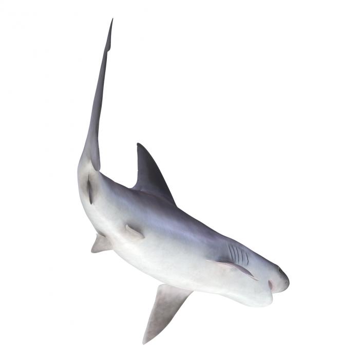 3D model Sandbar Shark Rigged