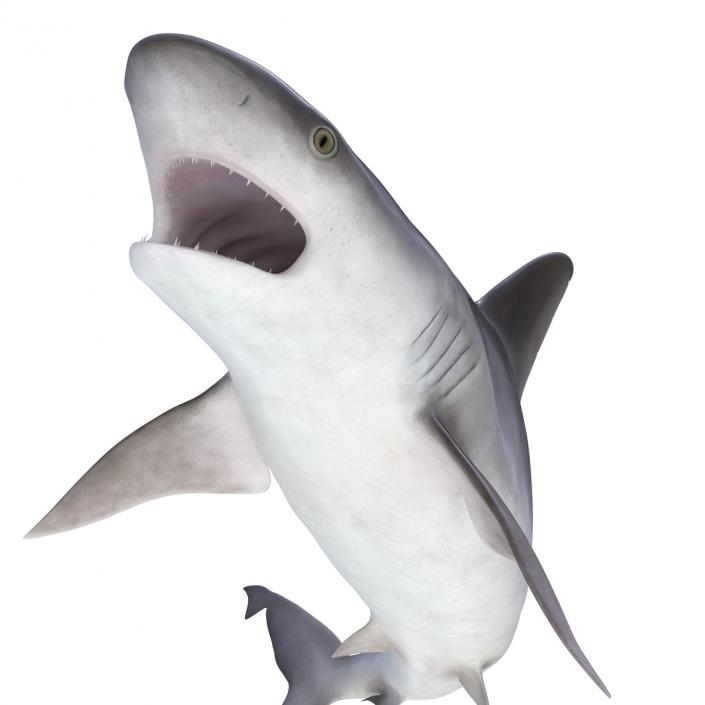 3D model Sandbar Shark Rigged