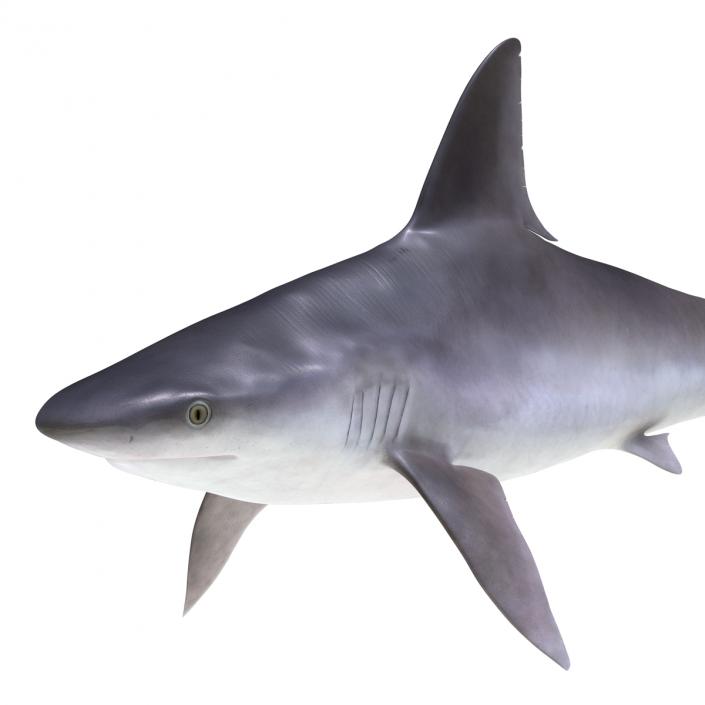 3D model Sandbar Shark Rigged