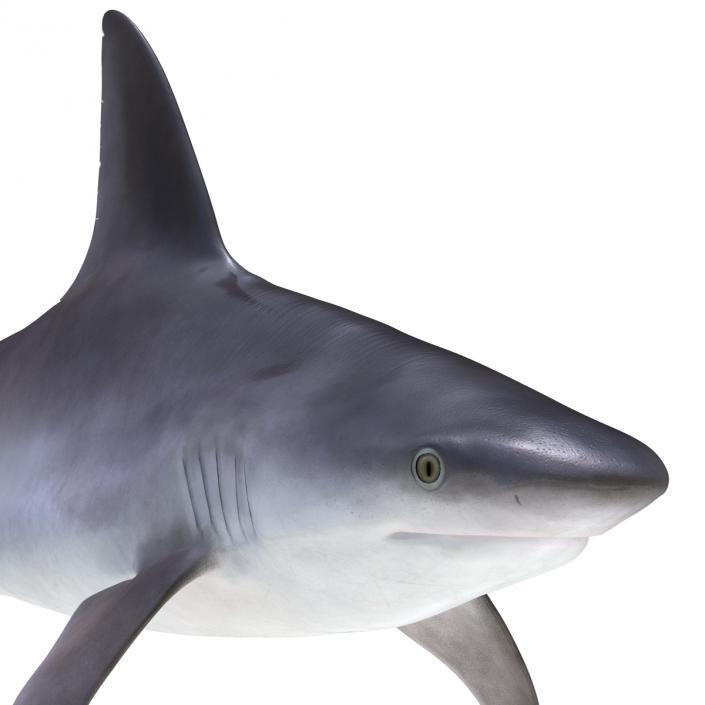 3D model Sandbar Shark Rigged