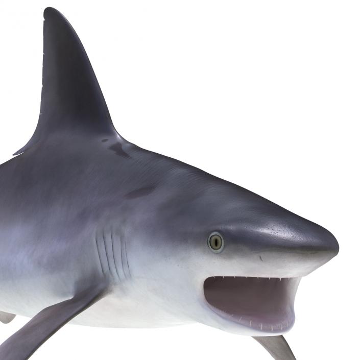 3D model Sandbar Shark Rigged