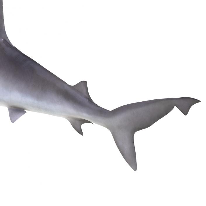 3D model Sandbar Shark Rigged