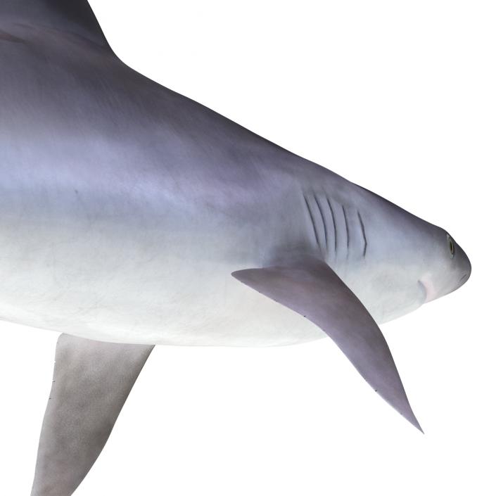 3D model Sandbar Shark Rigged