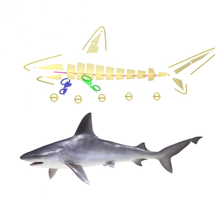 3D model Sandbar Shark Rigged