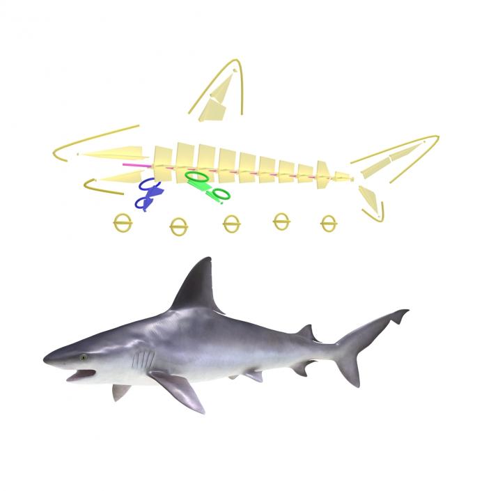 3D model Sandbar Shark Rigged