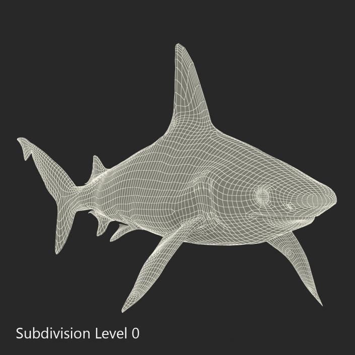 3D model Sandbar Shark Rigged