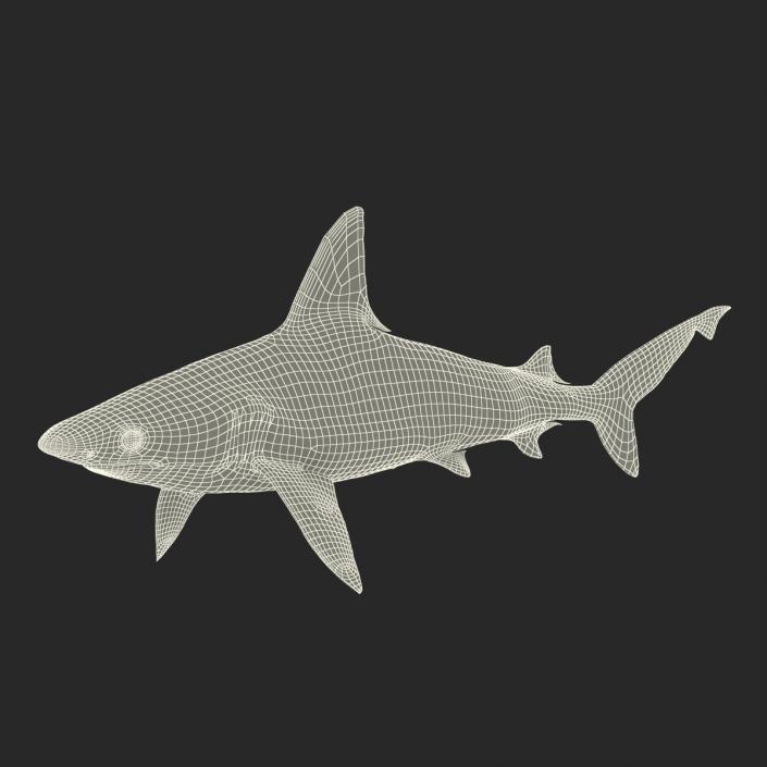 3D model Sandbar Shark Rigged