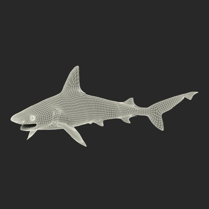 3D model Sandbar Shark Rigged