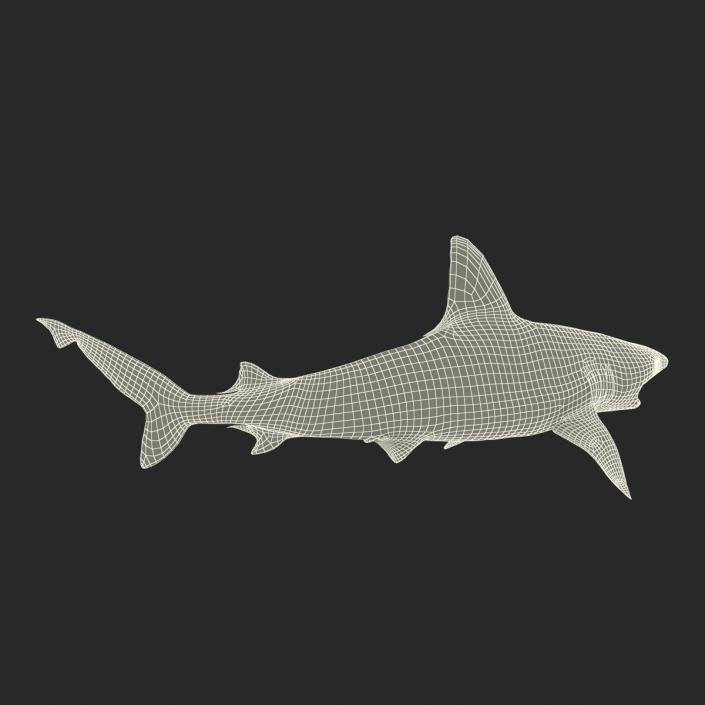 3D model Sandbar Shark Rigged