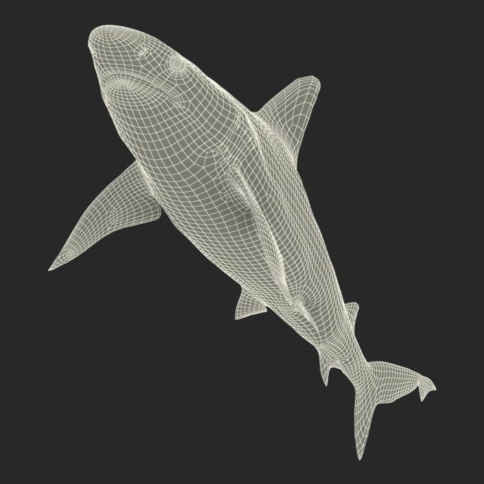 3D model Sandbar Shark Rigged