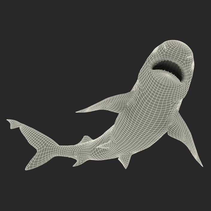 3D model Sandbar Shark Rigged