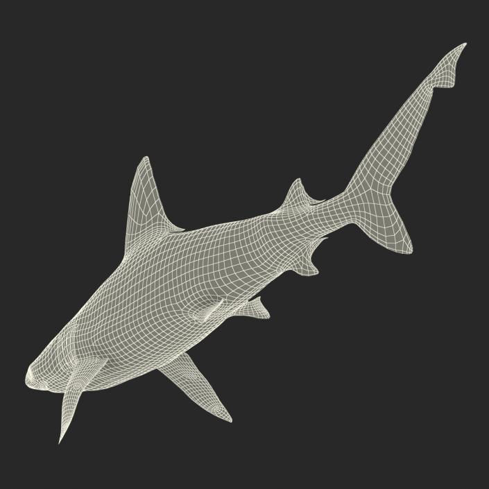 3D model Sandbar Shark Rigged