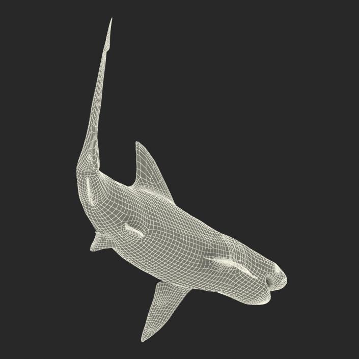 3D model Sandbar Shark Rigged