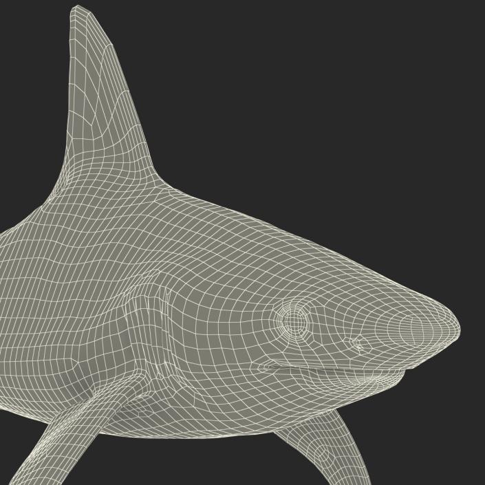 3D model Sandbar Shark Rigged