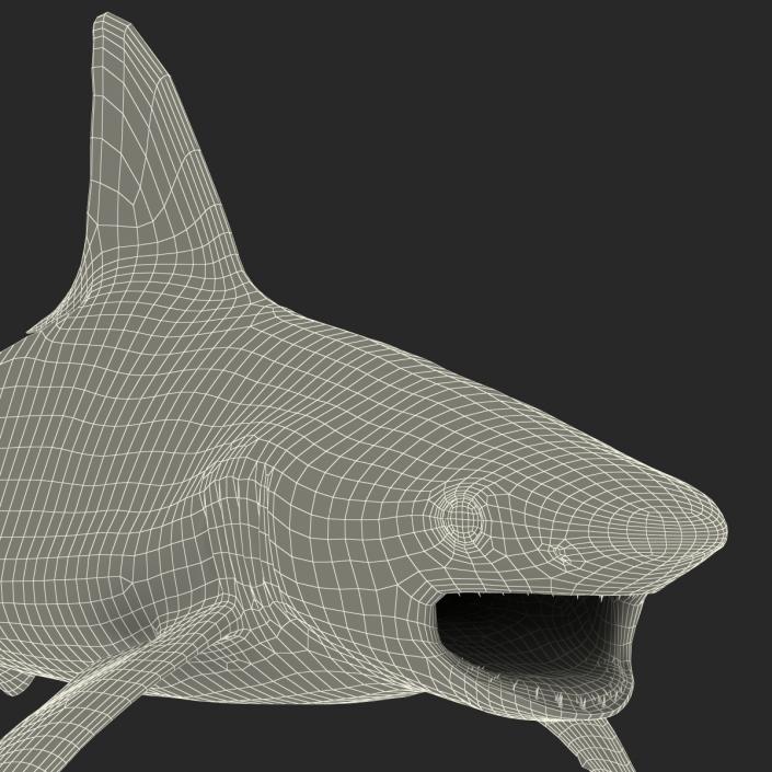 3D model Sandbar Shark Rigged