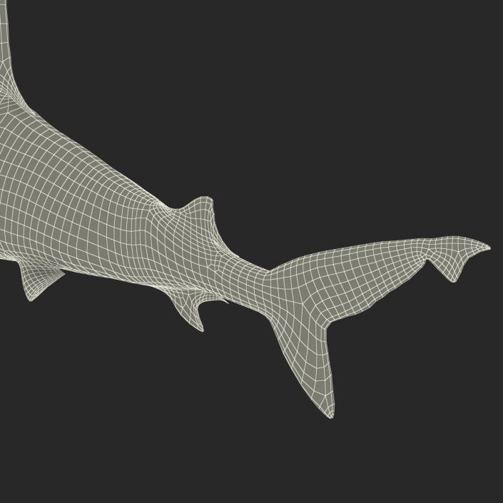 3D model Sandbar Shark Rigged