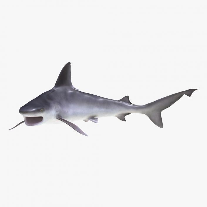 3D model Sandbar Shark Pose 2